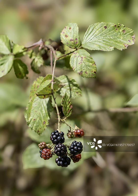 德国欧洲的成熟和未成熟的黑莓藤图片素材