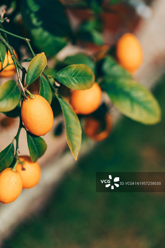 有机柠檬种植园图片素材