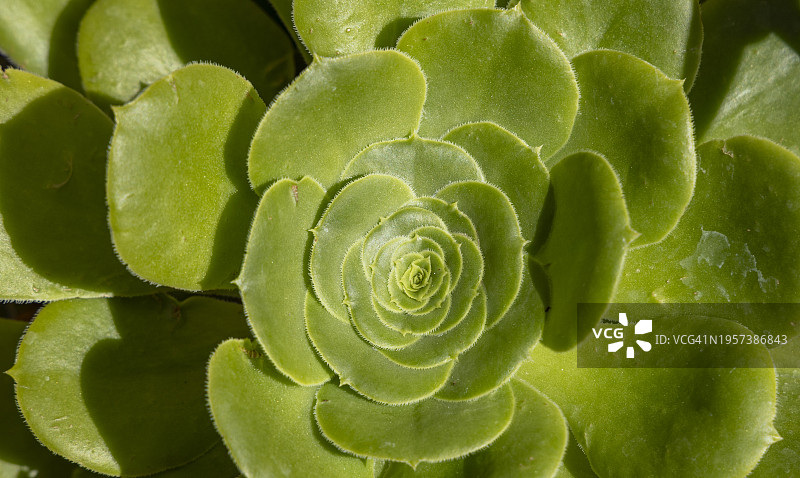 团扇莲花掌图片素材