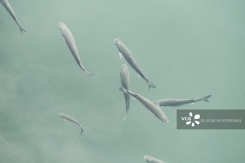 水族馆中一群灰色的鱼在水下游泳图片素材