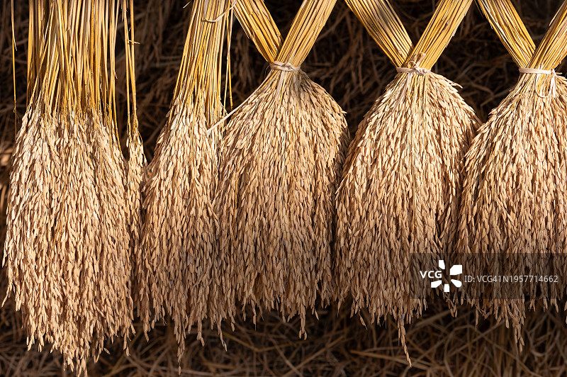 刚收割的稻穗纹理背景图片素材