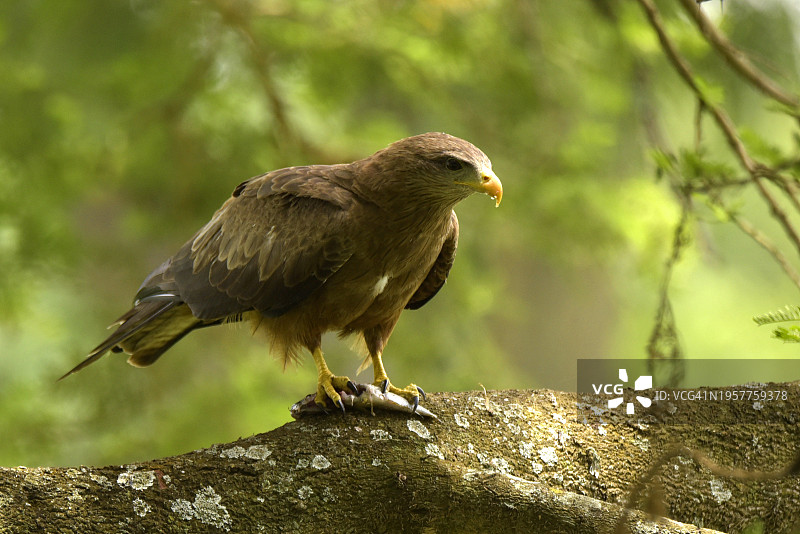 黄嘴鸢图片素材