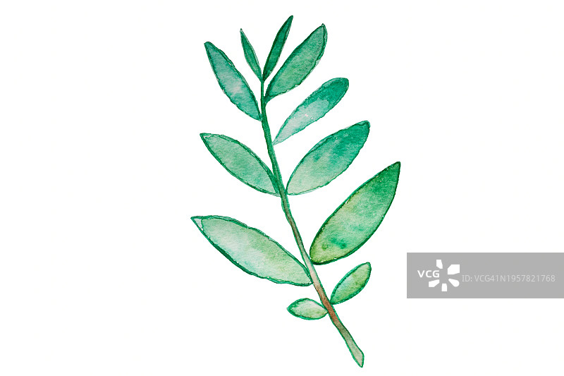 水彩橄榄或热带植物枝条图片素材