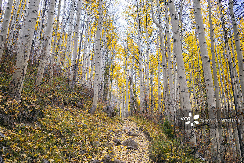 科罗拉多州雄鹰巢穴荒野的秋季景观图片素材