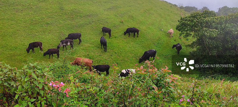 在米佐拉姆邦Sialsuk山上吃草的牛图片素材
