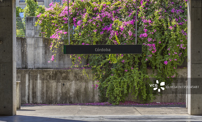 背景中科尔多瓦火车站的标志和盛开的粉红色三角梅图片素材