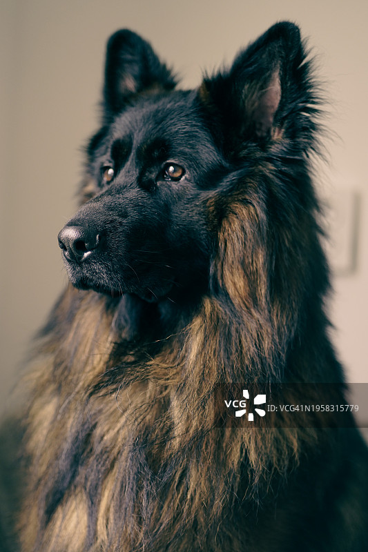 纯种狗望向远方特写，荷兰阿尔梅勒图片素材