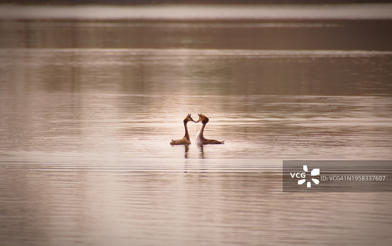 在湖中游泳的两只火烈鸟图片素材