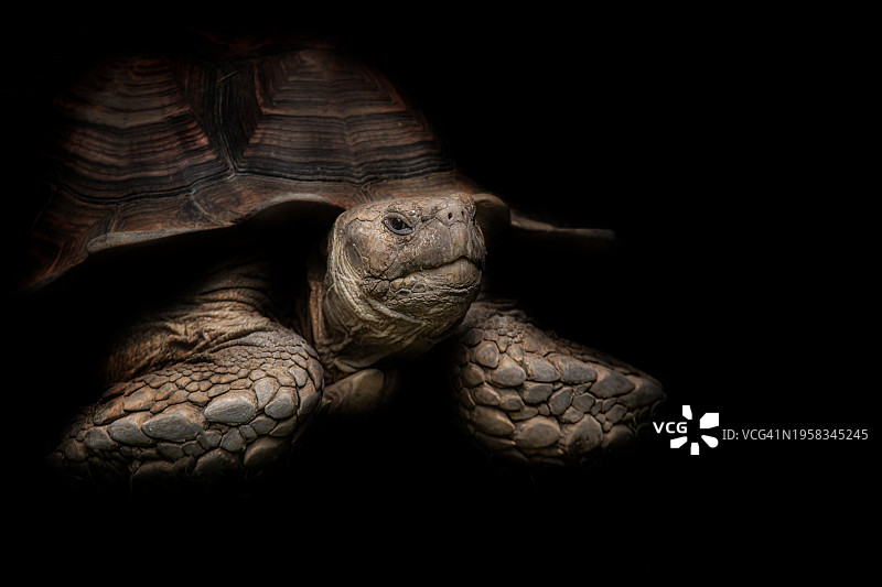 黑色背景下的乌龟壳特写，捷克共和国图片素材