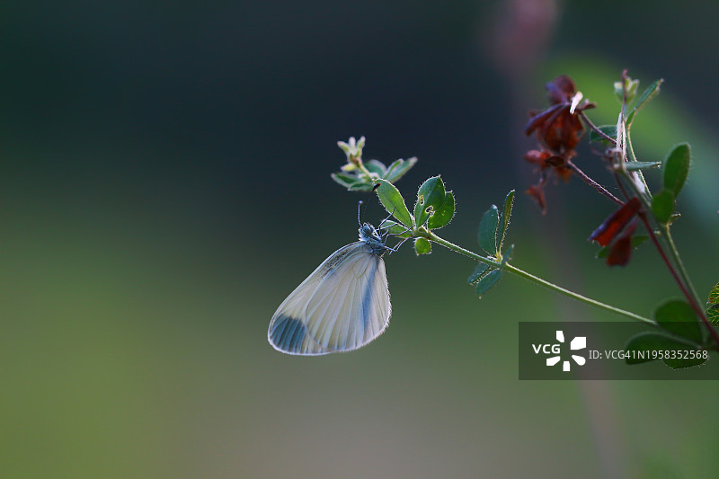 蜻蜓在植物上的特写，科贾埃利，土耳其图片素材