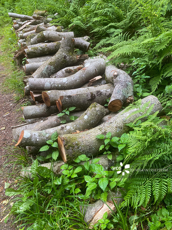 高角度拍摄的树干上生长的苔藓图片素材
