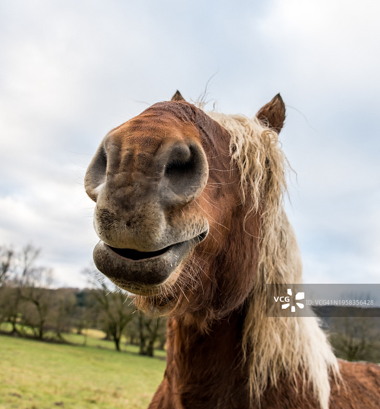 天空背景下的骆驼特写图片素材
