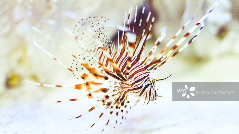 入侵但美丽的狮子鱼热带鱼图片素材