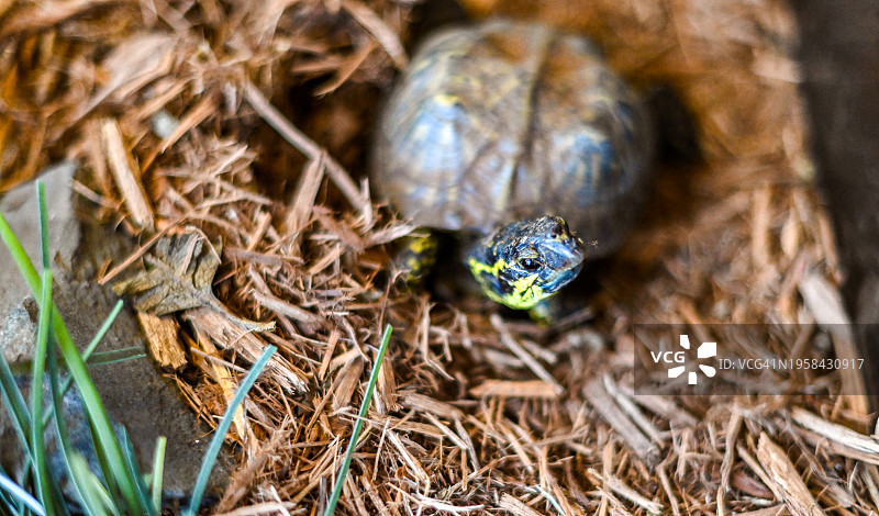 水族箱中的黄腹彩龟宠物图片素材