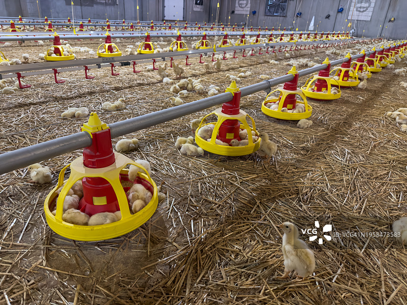 农场里的小鸡图片素材