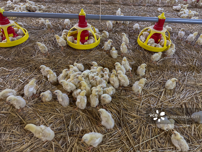 农场里的小鸡图片素材