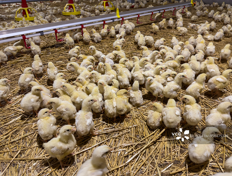 农场里的小鸡图片素材