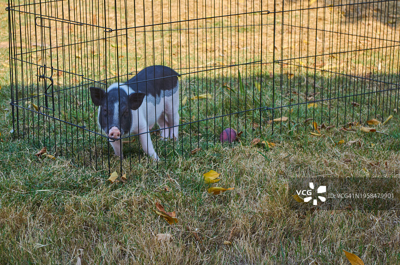 笼子里的盆栽猪图片素材