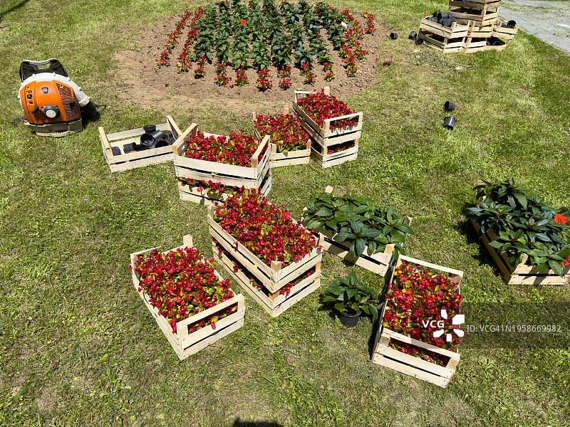 在农场采摘草莓图片素材