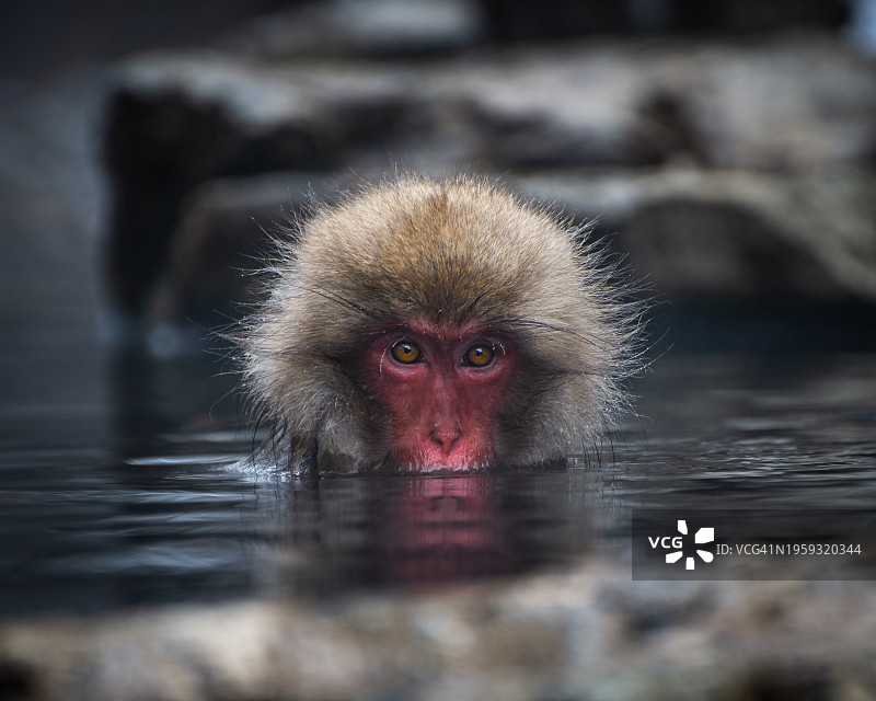 日本雪猴公园温泉中的野生猴子图片素材
