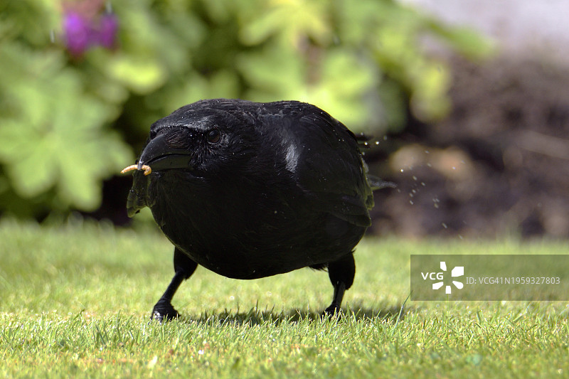 早起的鸟儿图片素材