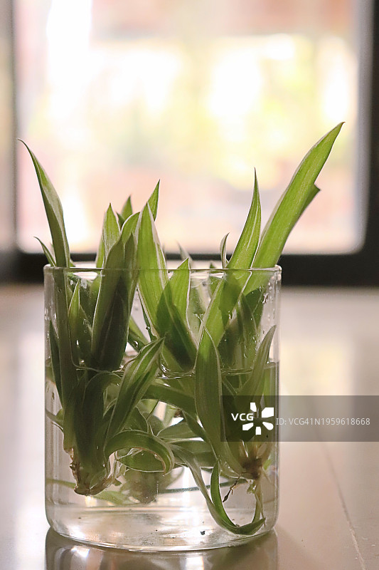 水中繁殖吊兰/静物图片素材