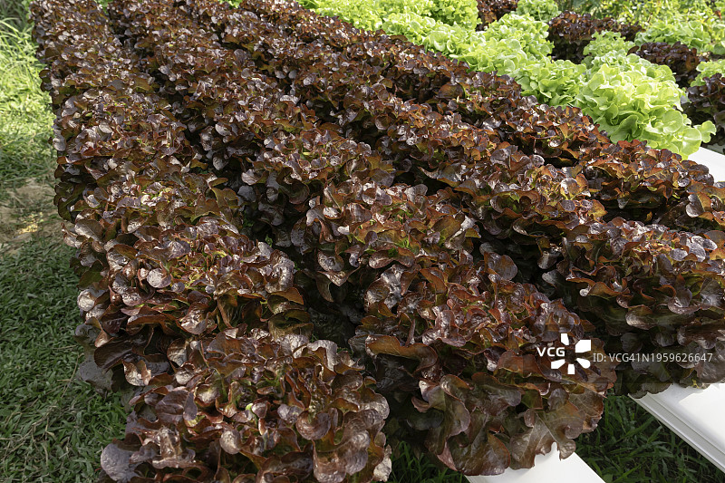 水培农场中生长的莴苣：有机纯素食品的概念图片素材