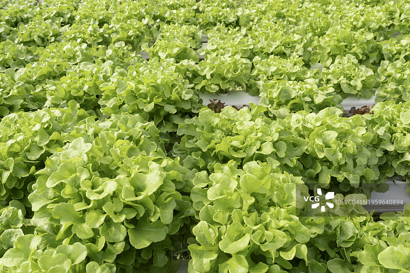 水培农场中生长的莴苣：有机纯素食品的概念图片素材