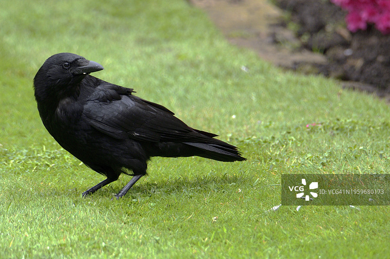 乌鸦图片素材