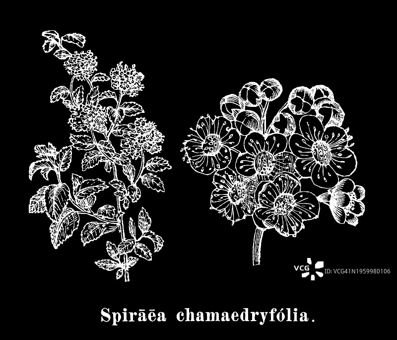 老式雕刻植物插图：榆叶绣线菊（Spiraea chamaedryfolia），蔷薇科植物图片素材