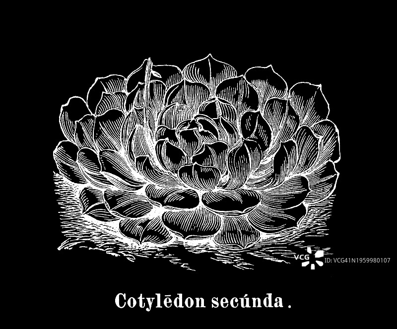 古董雕刻植物插图：Echeveria secunda或Cotyledon secunda图片素材