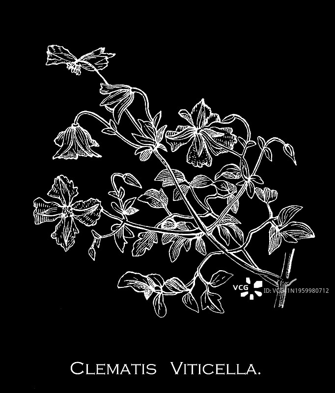 意大利铁线莲植物古老雕刻插图图片素材