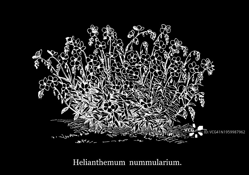 岩蔷薇植物古版画，岩蔷薇属，原产于欧洲图片素材