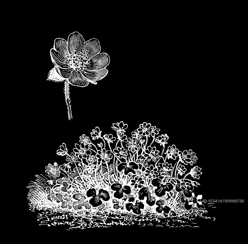 植物学古董雕刻插图：常见的肝草图片素材