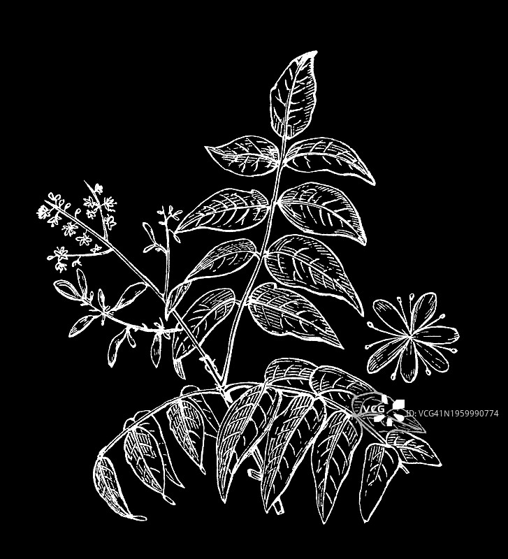 苦木科植物：臭椿古老雕刻插图图片素材