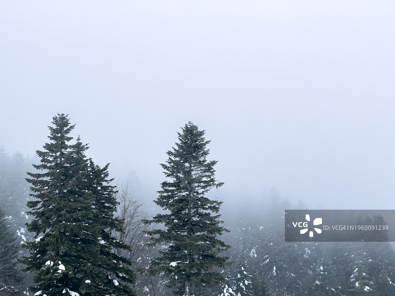 雪树图片素材