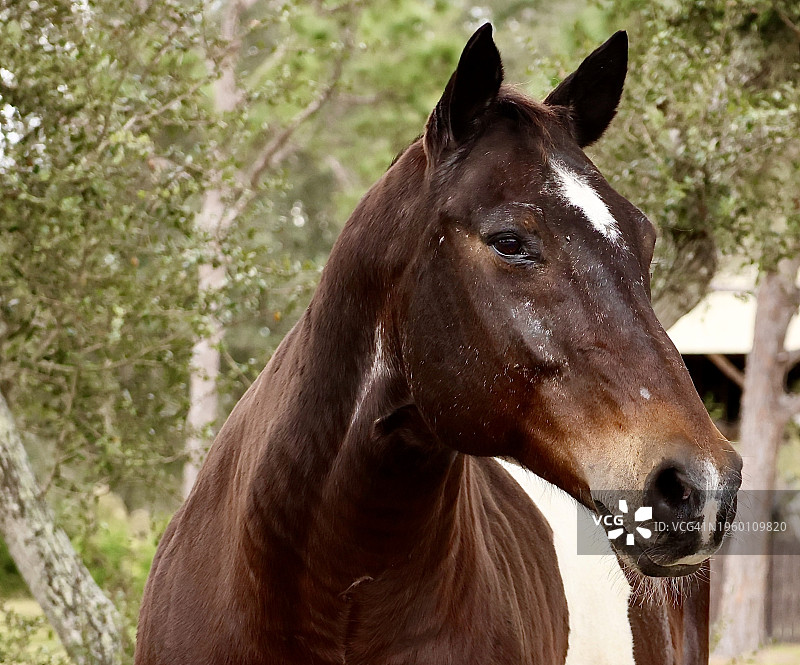 树林背景下的纯种马肖像，美国佛罗里达州萨拉索塔图片素材