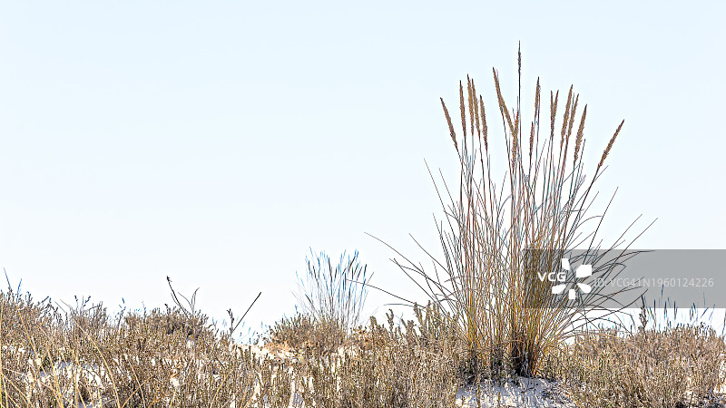 晴朗天空下植物的低角度视图图片素材