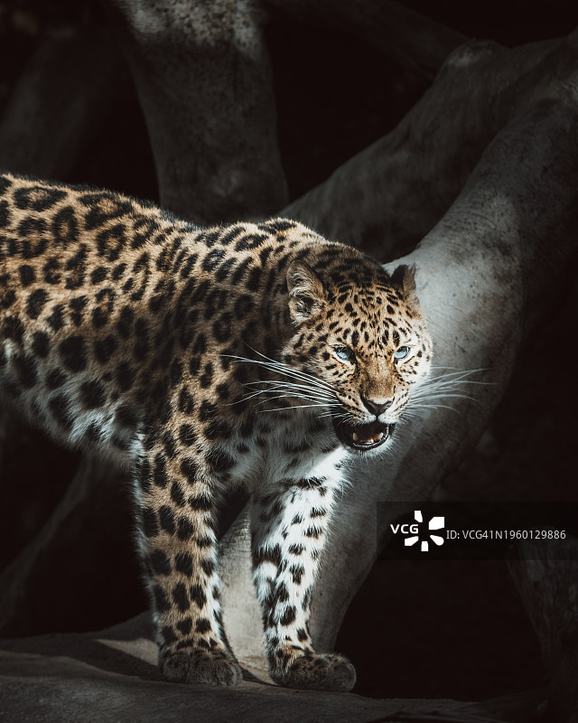 在美国圣巴巴拉动物园森林中站立的豹子 портрет图片素材