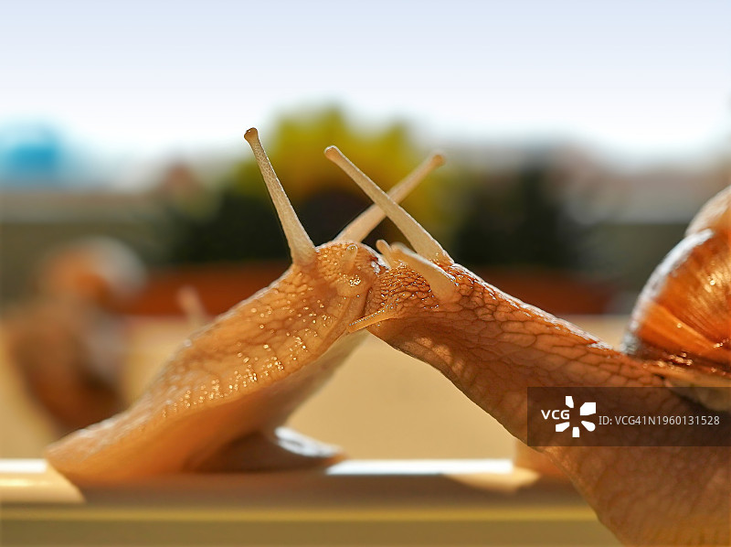 蜗牛在植物上的特写图片素材