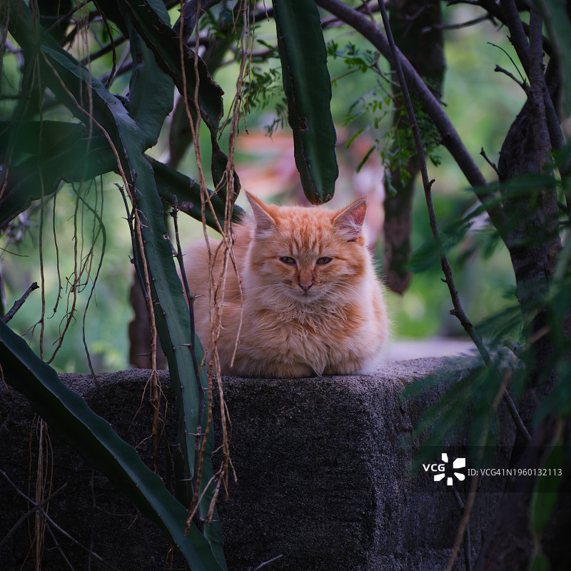 坐在树上的猫的肖像，夏威夷县，夏威夷州，美国图片素材