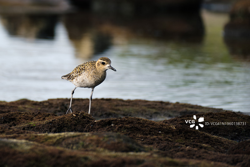 矶鹬栖息在岩石上的特写，美国夏威夷科纳图片素材