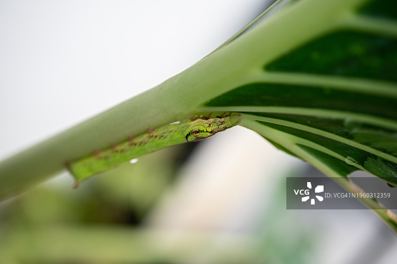 植物叶片上模仿蛇头的毛毛虫图片素材