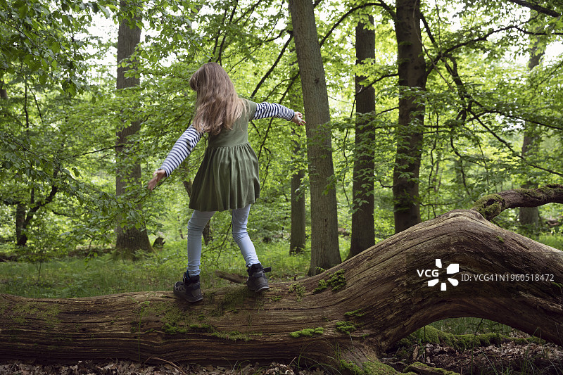 10-11岁儿童春天林地张臂平衡走在倒下树干上图片素材