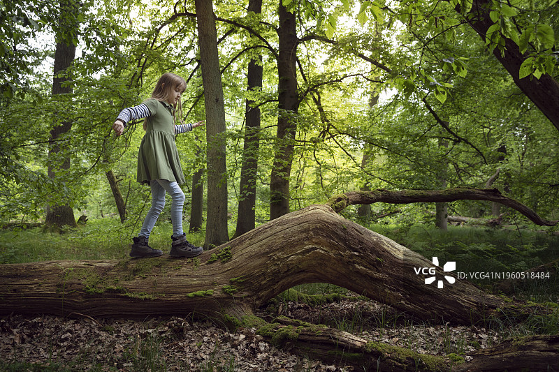 10-11岁儿童春天林地张臂平衡走在倒下树干上图片素材