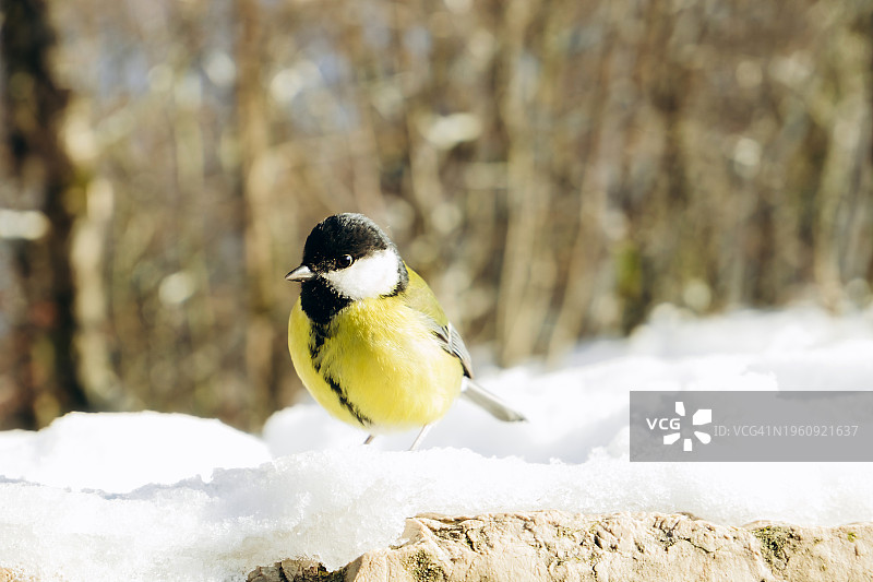 雪地里的山雀图片素材
