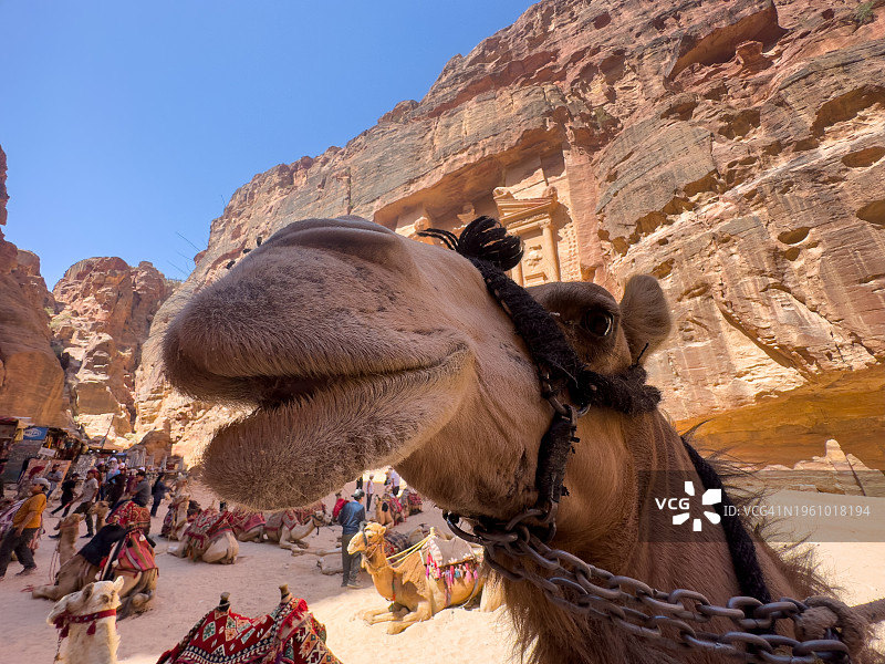 佩特拉古城卡兹尼神殿的骆驼图片素材
