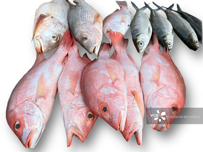 白色背景上的新鲜鲷鱼图片素材