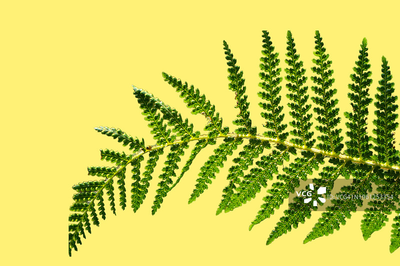 蕨类植物的叶子图片素材