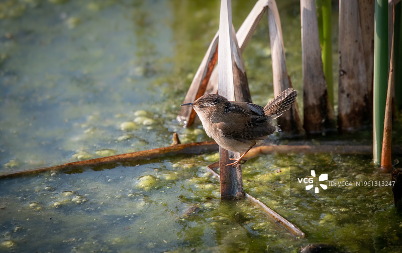 沼泽鹪鹩图片素材